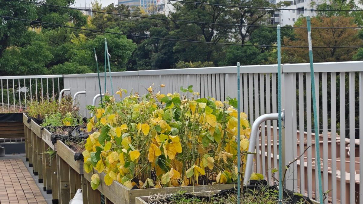 屋顶菜园：藤架、木框菜畦与围栏外的街区树冠