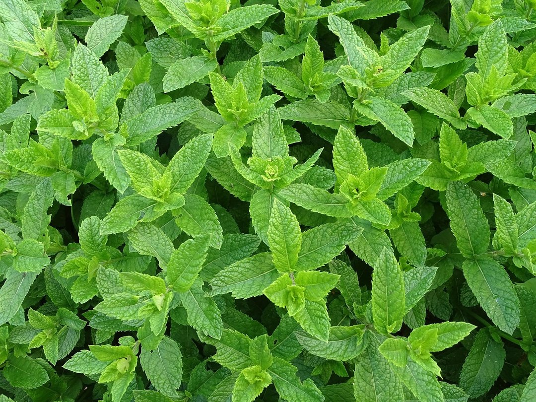 等待收割的薄荷